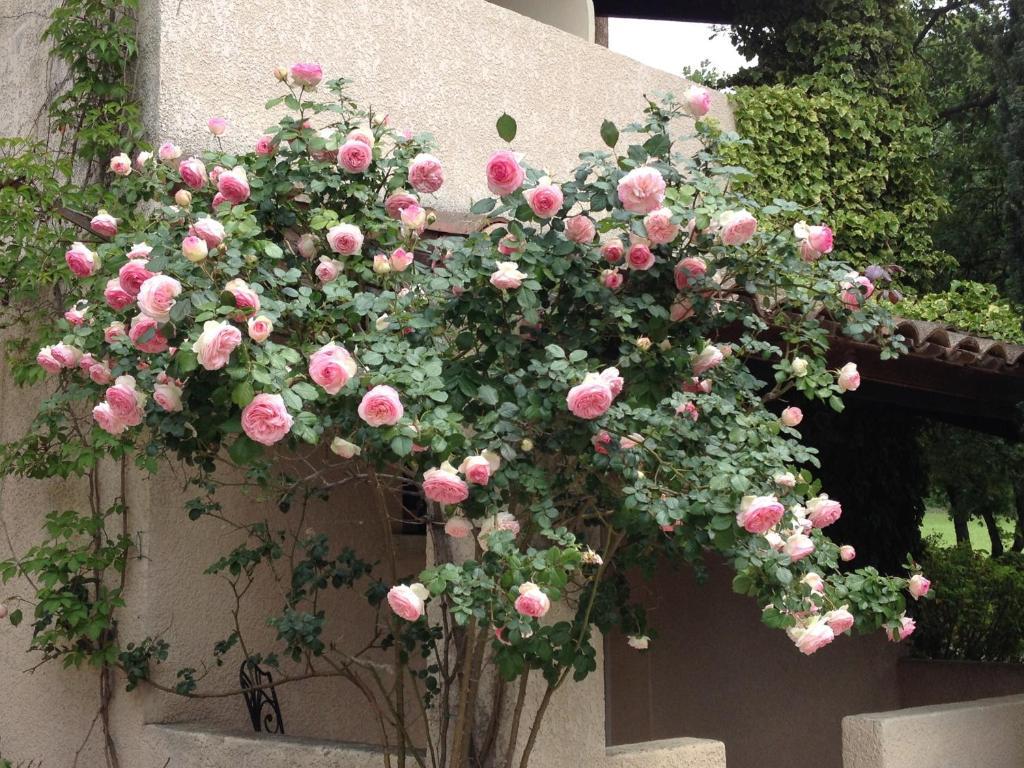 Saint-Martin-de-Castillon Hotel Lou Caleu Restaurant Le Rocher Des Abeilles מראה חיצוני תמונה
